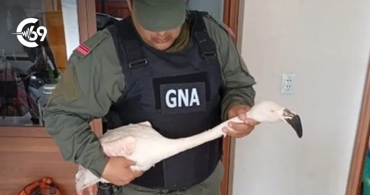 Portada C69 - 2026-01-12T104220.671