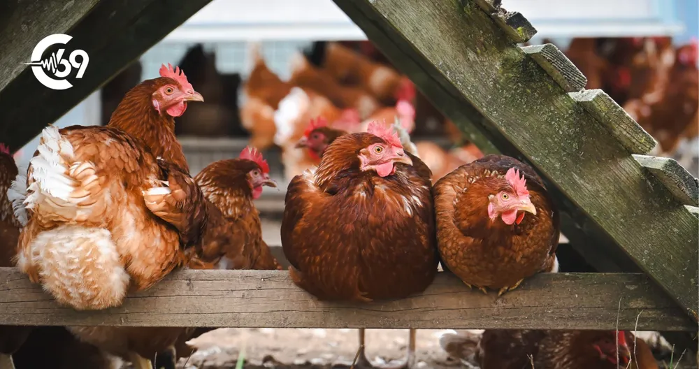 Detectaron un brote de influenza aviar en Alejo Ledesma hoy