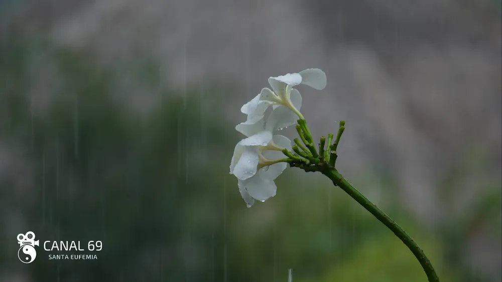 DAPortada web_20241007_013649_0000