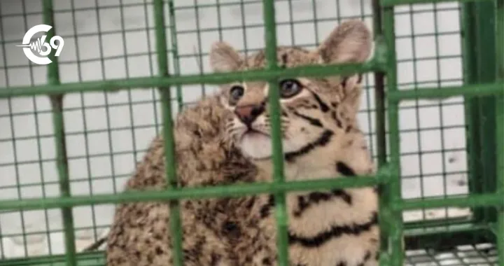 Portada C69 - 2026-02-07T130059.112