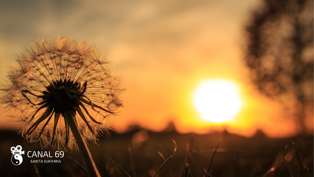 DAPortada web - 2024-08-13T034559.817