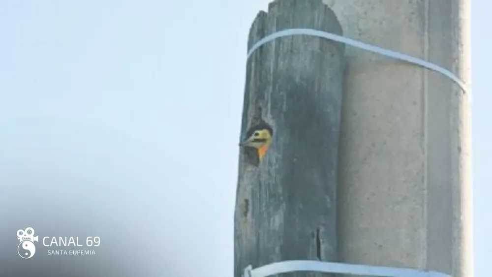 DAPortada web_20250131_090152_0000