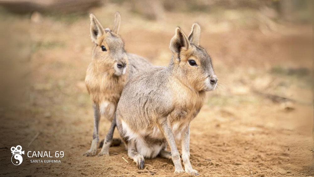 DAPortada web - 2024-08-04T104336.600