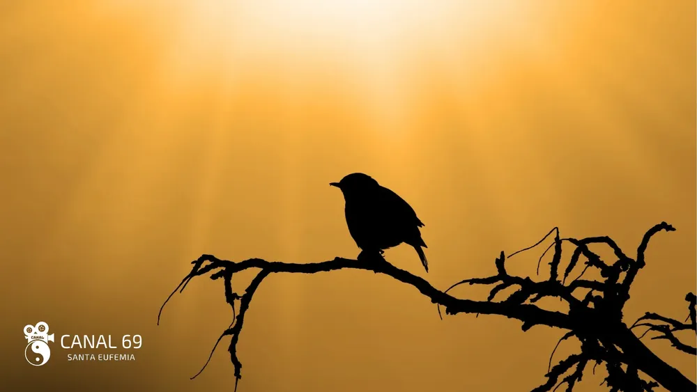 DAPortada web_20250306_082648_0000