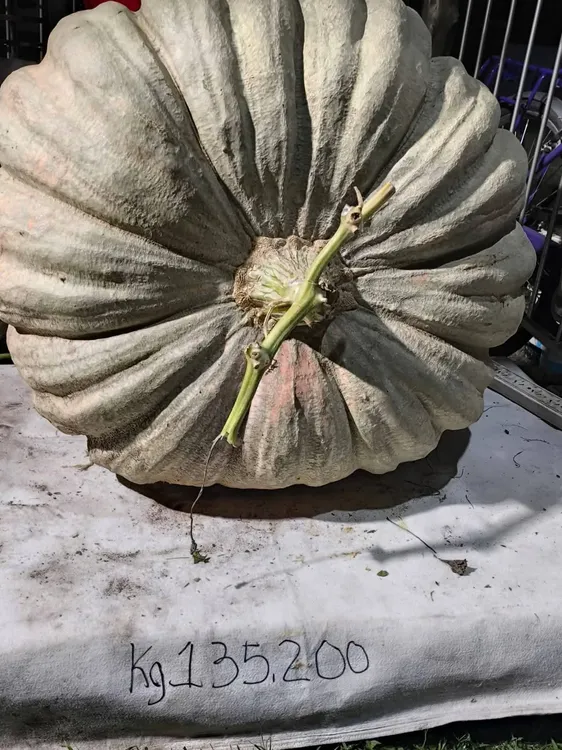 zapallo-julio-flores-alejandro-roca